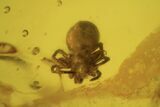 Fossil Spider (Araneae) In Baltic Amber #120601-2